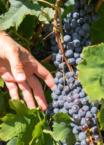 vignes