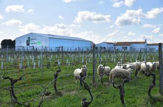 Vignoble Pradère