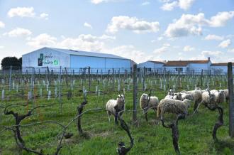 Vignoble Pradère