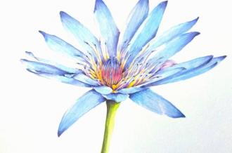 Lotus Bleu