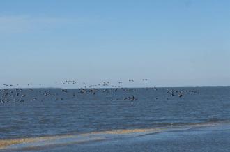 Les oiseaux à la pointe des doux - réserve naturelle de Moëze-Oléron