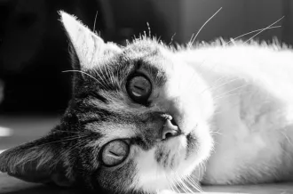 Collecte alimentaire pour les chats de Santiago