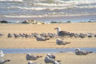 Ornitho'rapido_Saint-Pierre-d'Oléron