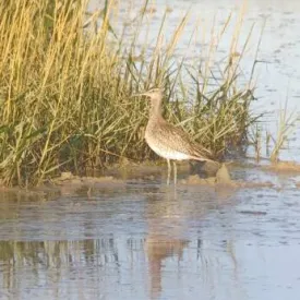 Courlis corlieu à la longue-vue