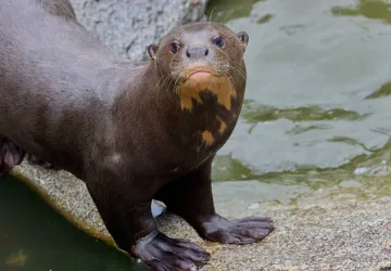 Loutre géante