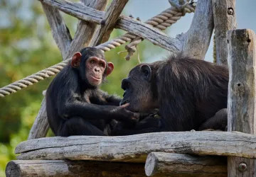 Chimpanzés