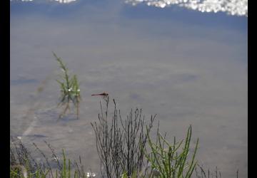 Reserve-Moeze-Oleron-LPO-Sympetrum-sp