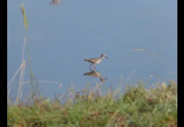 Printemps des réserves naturelles, rendez-vous à Moëze-Oléron_Saint-Froult