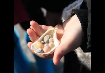 Atelier enfant : pâte à sel & coquillages