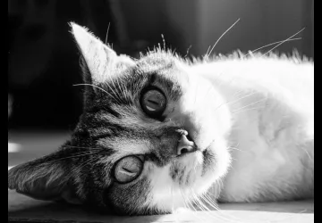 Collecte alimentaire pour les chats de Santiago