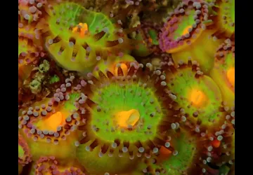 IØ Plongée_Saint-Pierre-d'Oléron