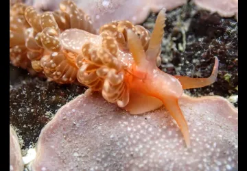 IØ Plongée_Saint-Pierre-d'Oléron