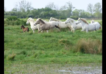 La Manade promenade à cheval