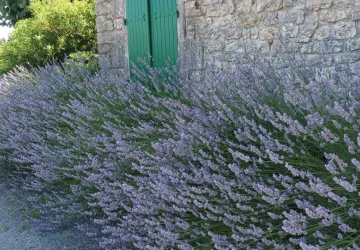 Le Clos des Agapanthes