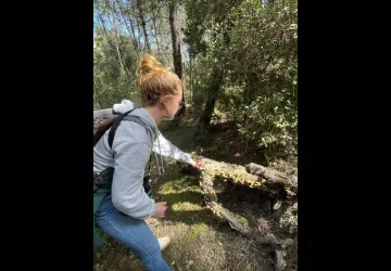 Exploration forestière