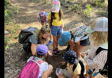 Un trésor de la forêt