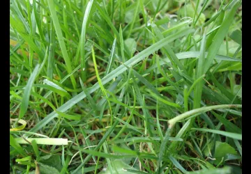 Herbe