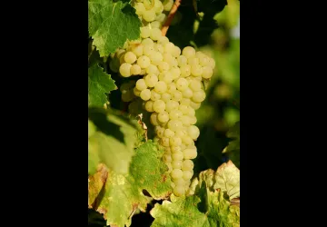 Vignoble Maxime PINARD_La Brée-les-Bains