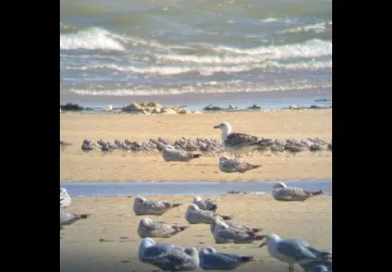 Ornitho'rapido_Saint-Pierre-d'Oléron